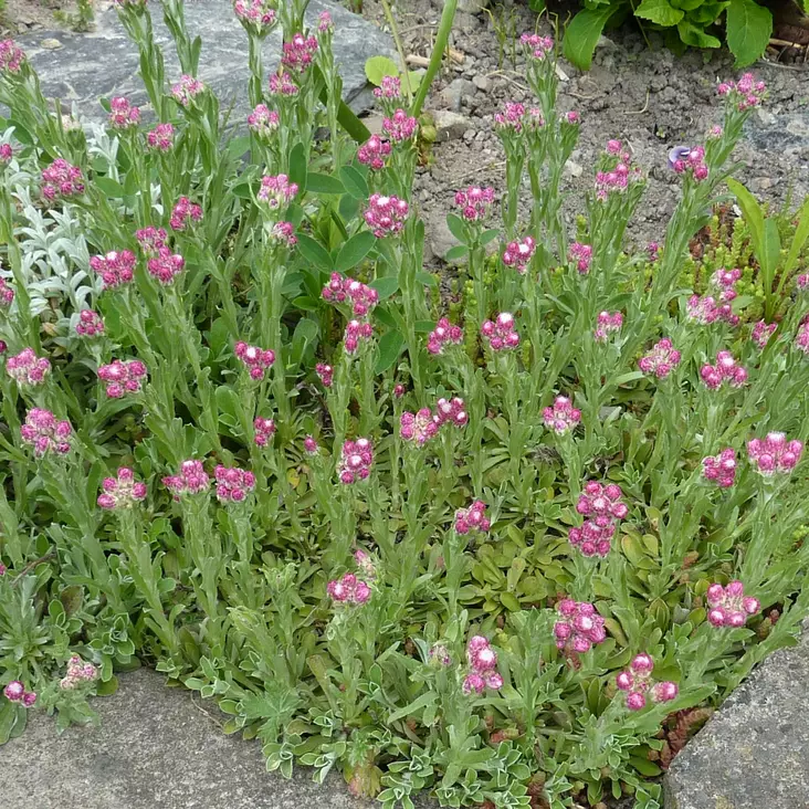 Punakissankäpälä Rubra - Perennat - 7039 - 1