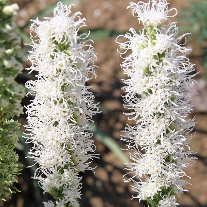 Punatähkä Alba - Perennat - 7309 - 1