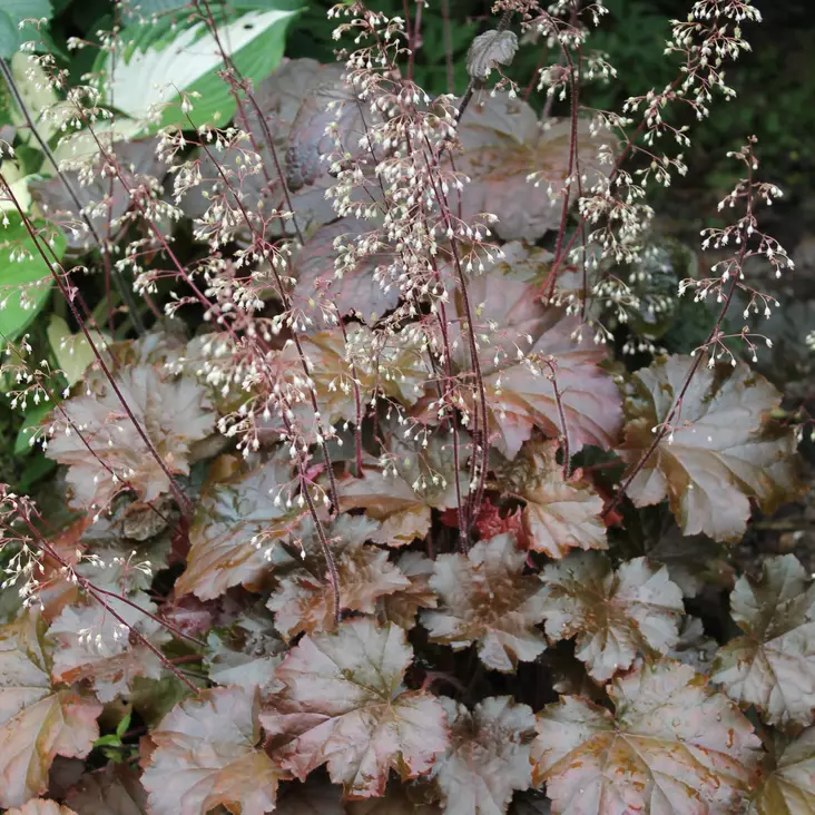 Purppurakeijunkukka Palace Purple - Perennat - 72589 - 1