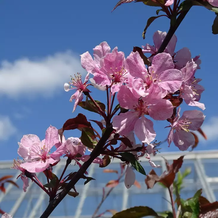 Purppuraomenapuu Rixi - Koristepuut - 4349 - 1