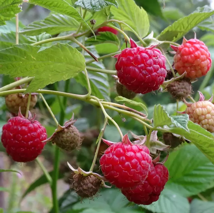 Puutarhavadelma Stiora C2 - Vadelmat - 21469 - 1