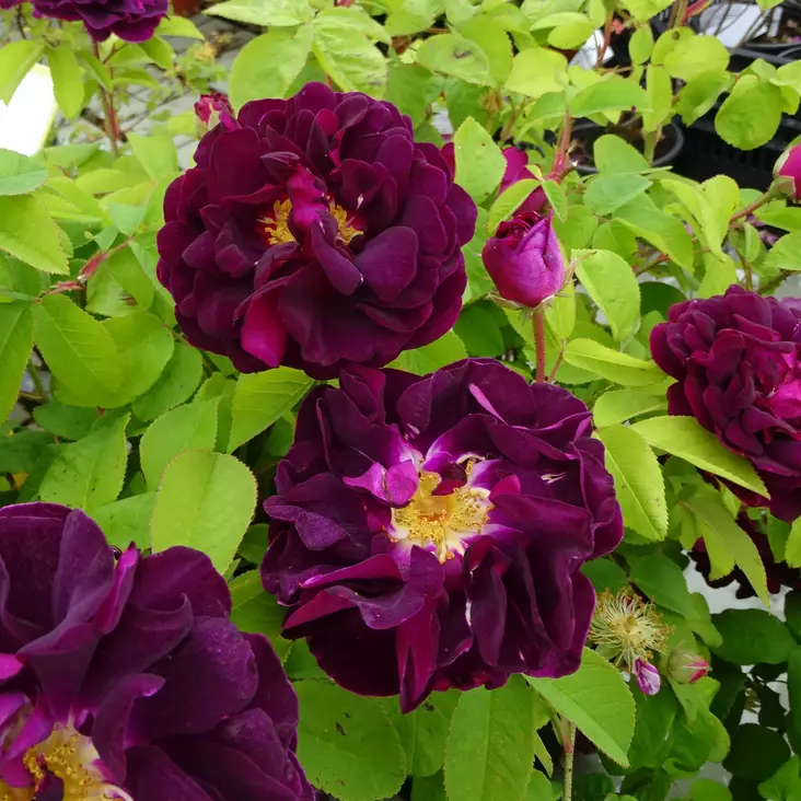 Ranskanruusu Tuscany Superb - Puistoruusut - 2499 - 1