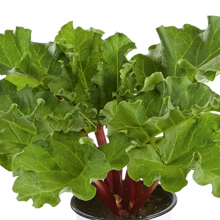 Raparperi Sanvitos Summer - Erikoismarjat ja hyötykasvit - 22239 - 1