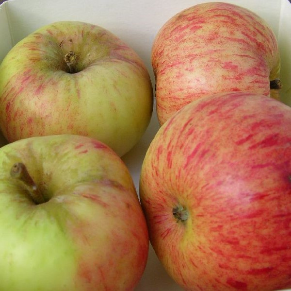 Syysomena Sariola - Omenapuut - 1149 - 1