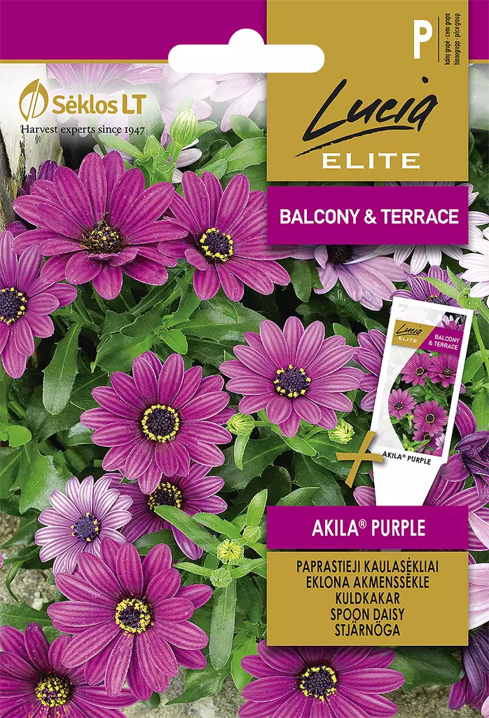 TÄHTISILMÄ ELITE AKILA PURPLE - Kukkien ja koristeheinien siemenet - 4770168913769 - 0