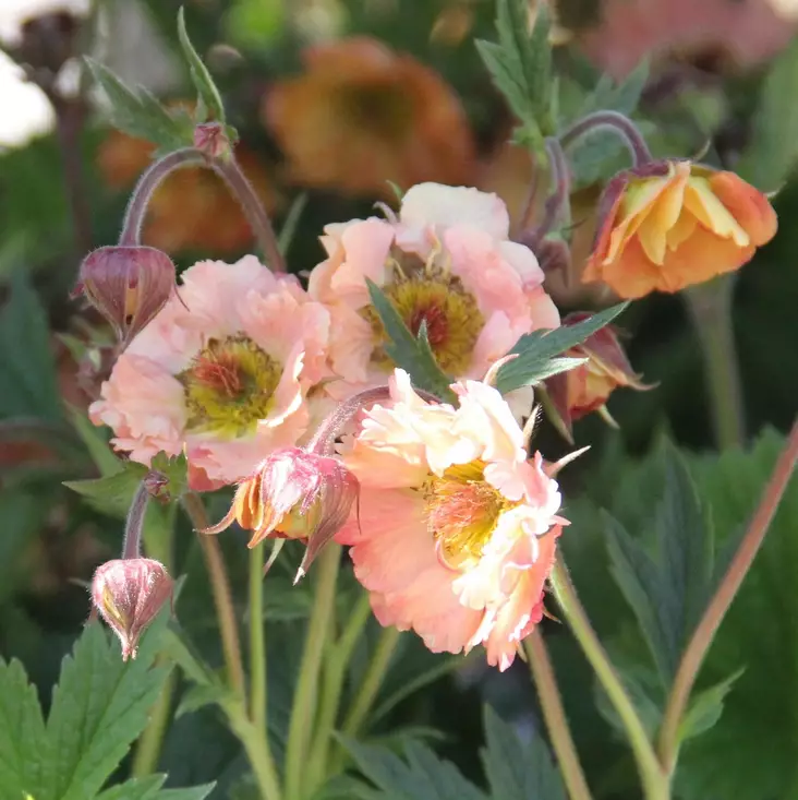 Tarhakellukka Mai Tai - Perennat - 72319 - 1