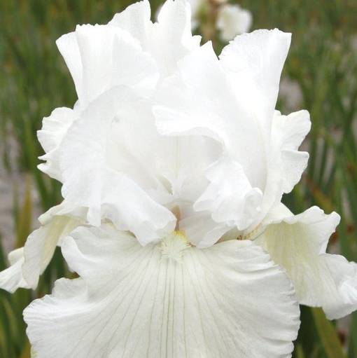 Tarhakurjenmiekka Immortality - Perennat - 72839 - 1