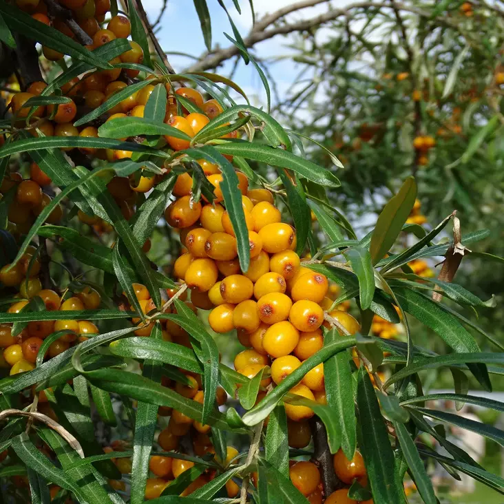 Tyrni Terhi marjova - Tyrnit - 45679 - 1