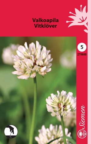 Valkoapila - Kukkien ja koristeheinien siemenet - 6415152706009 - 1