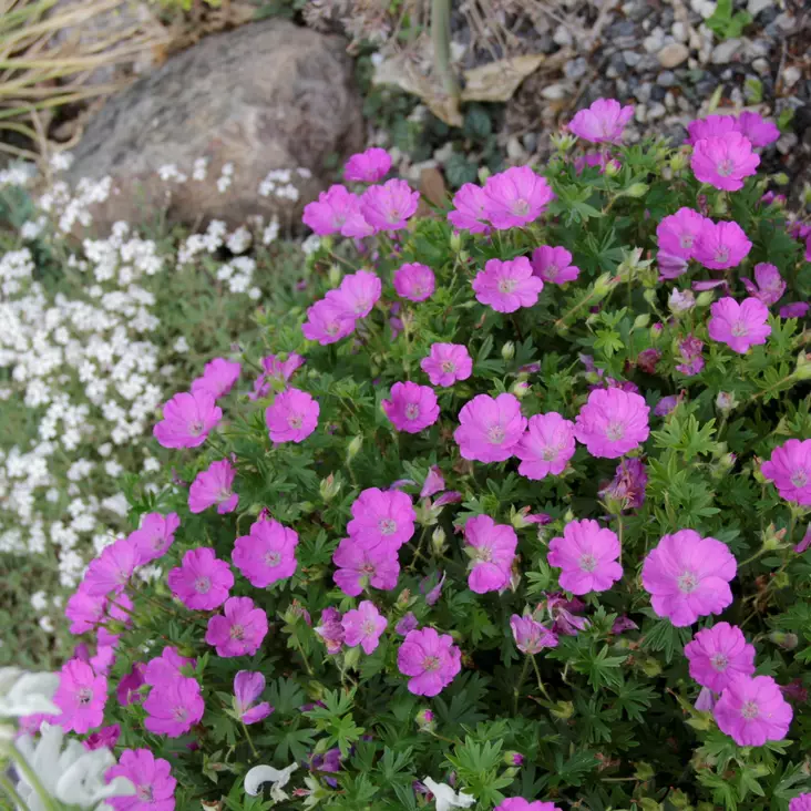 Verikurjenpolvi - Perennat - 7229 - 1