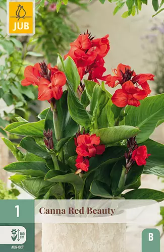 Kanna Red Beauty 1 kpl/pkt - Muut kukkasipulit - 8720873000939 - 1