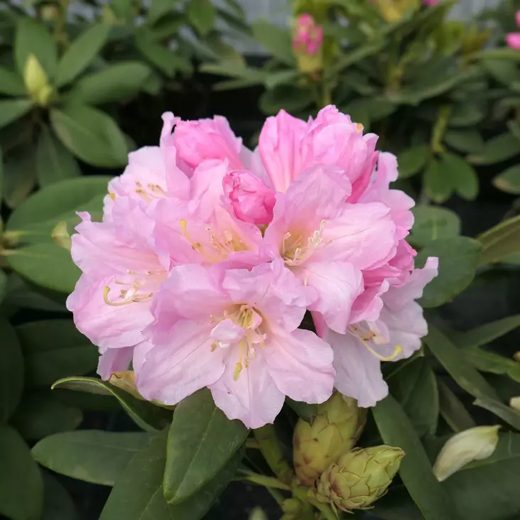 Alppiruusu Ritva - Alppiruusut ja atsaleat - 35399 - 1