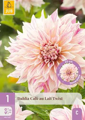 Daalia Cafe Au Lait Twist 1 kpl/pkt - Daaliat - 8712438990519 - 1