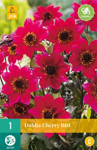 Daalia Cherry Red 1 kpl/pkt - Daaliat - 8712438973949 - 1