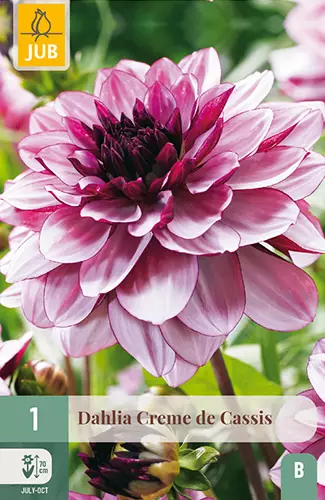 Daalia Creme De Cassis 1 kpl/pkt -  - 8712438610219 - 1