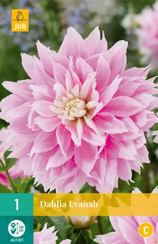 Daalia Evanah 1 kpl/pkt - Daaliat - 8712438990489 - 0