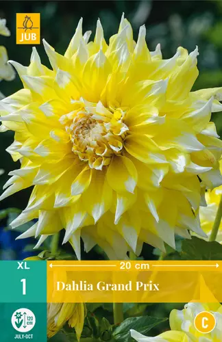 Daalia Grand Prix 1 kpl/pkt - Daaliat - 8712438611339 - 0