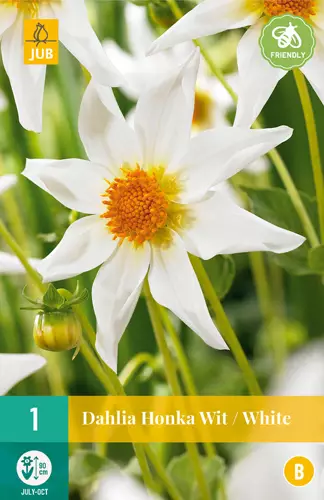 Daalia Honka White 1 kpl/pkt - Daaliat - 8712438616099 - 3