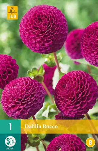 Daalia Rocco 1 kpl/pkt - Daaliat - 8712438985959 - 3