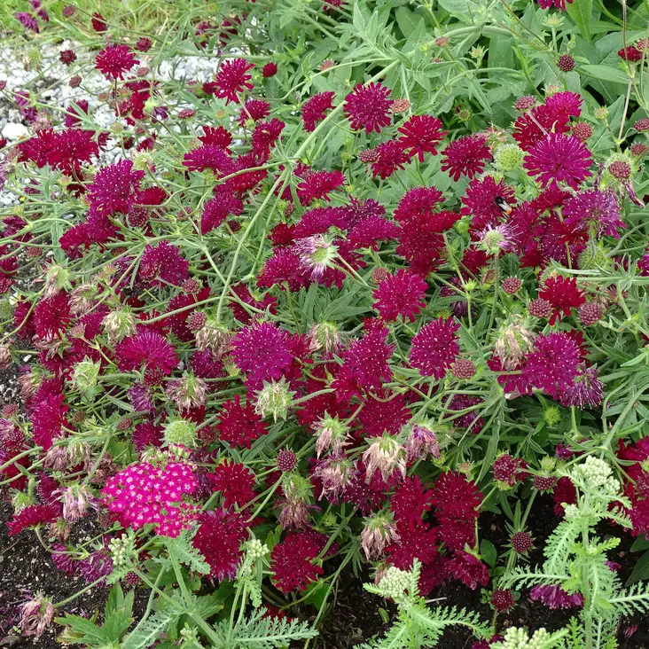 Etelänruusuruoho Mars Midget - Perennat - 7299 - 1