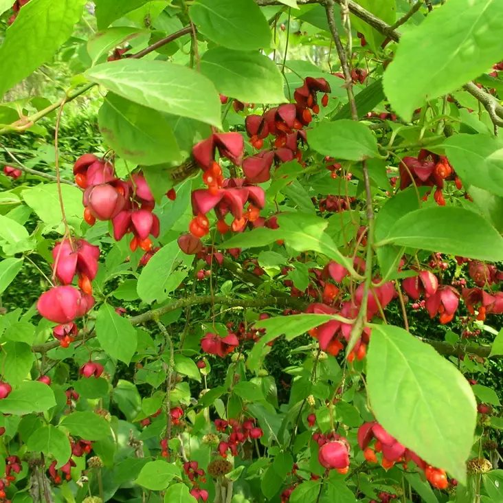 Euroopansorvarinpensas - Koristepensaat - 45539 - 1