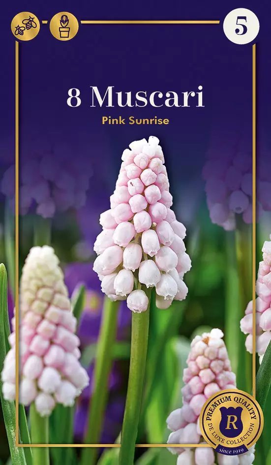 Helmililja Pink Sunrise 8 kpl/pkt - Liljat - 8711148247579 - 1