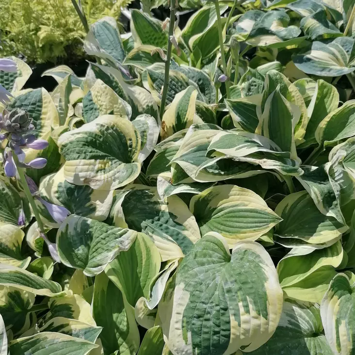 Jalokuunlilja Wide Brim C2 - Perennat - 72729 - 1