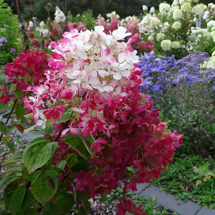 Japaninhortensia Diamond Rouge - Koristepensaat - 45729 - 1