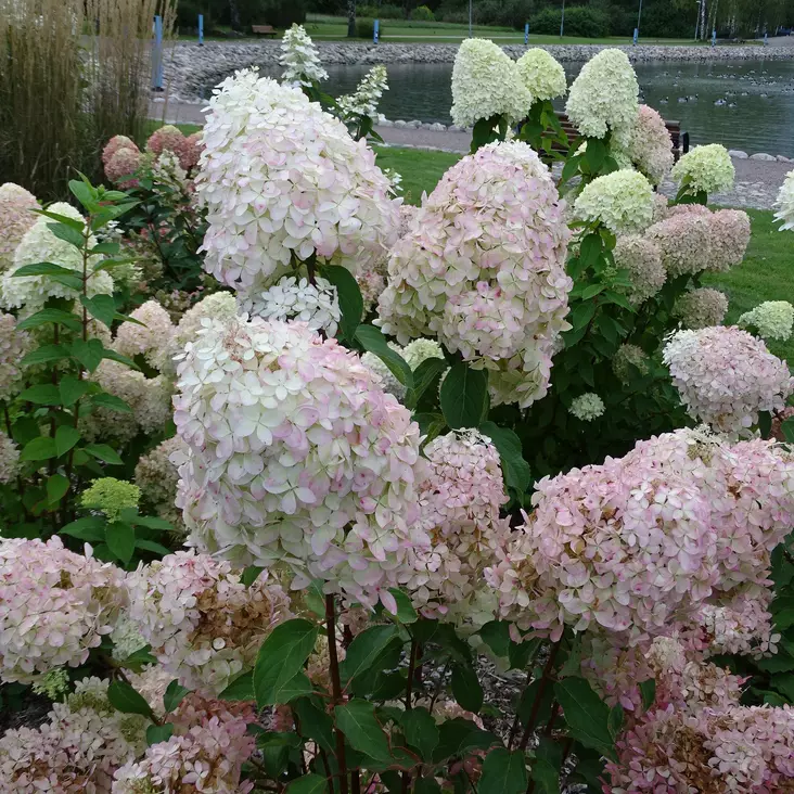 Japaninhortensia Phantom - Koristepensaat - 45769 - 1