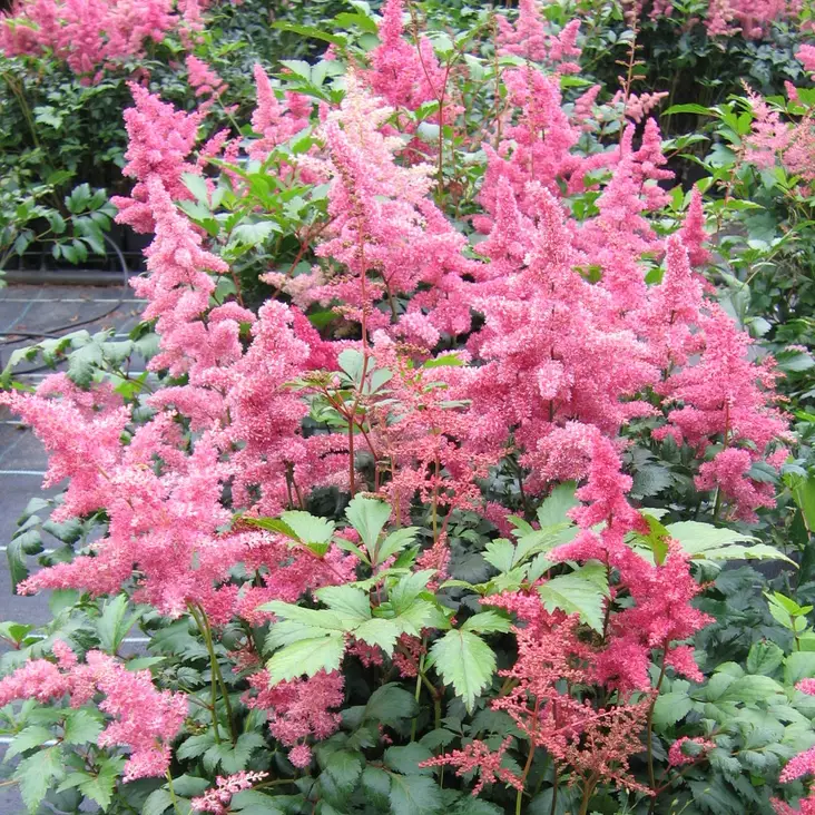 Japaninjaloangervo Bremen - Perennat - 70819 - 1