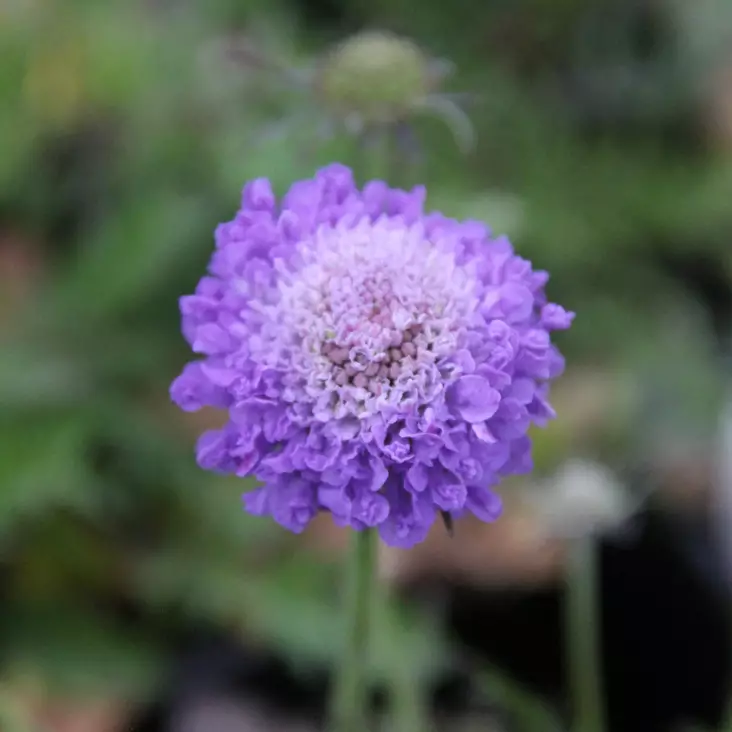 Japanintörmäkukka Blue Note - Perennat - 75079 - 1
