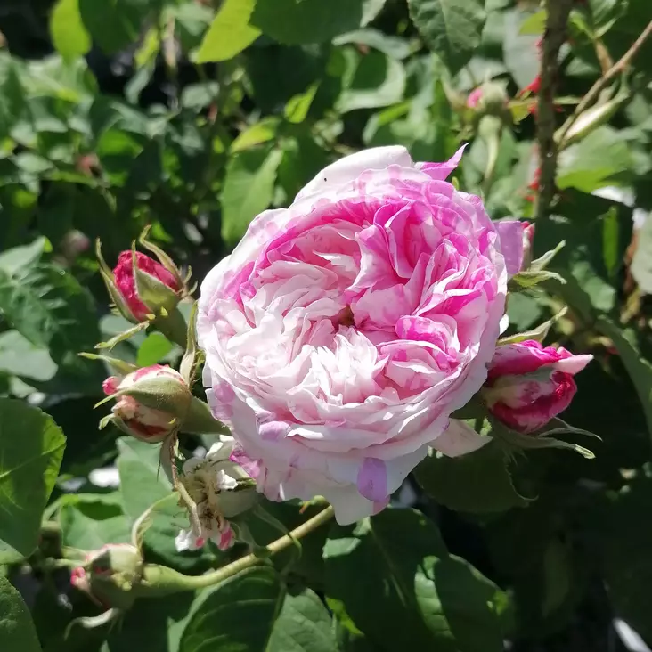 Kartanoruusu Variegata - Puistoruusut - 2379 - 1