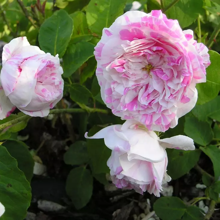 Kartanoruusu Variegata - Puistoruusut - 2379 - 1