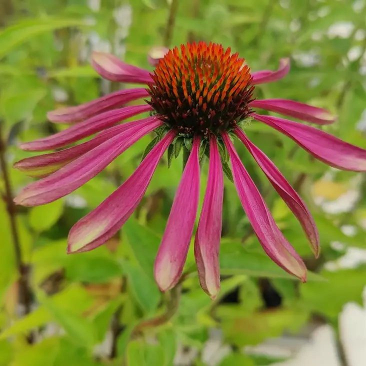 Kaunopunahattu Green Twister - Perennat - 71909 - 2