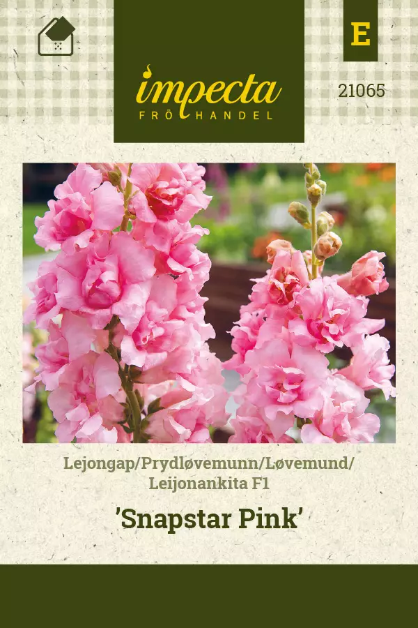 Leijonankita F1 Snapstar Pink - Kukkien ja koristeheinien siemenet - 7332756210659 - 0