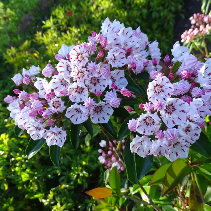 Leveälehtikalmia Peppermint - Alppiruusut ja atsaleat - 45839 - 1