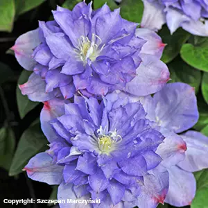 Loistokärhö Blue Explosion - Köynnöskasvit - 50809 - 1