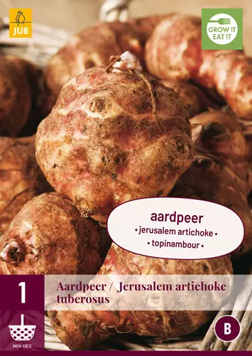 Maa-artisokka 1 kpl/pkt - Ruokasipulit - 8712438634789 - 1