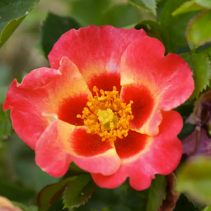 Maanpeittoruusu Sunshine Babylon Eyes - Ryhmäruusut - 31269 - 1