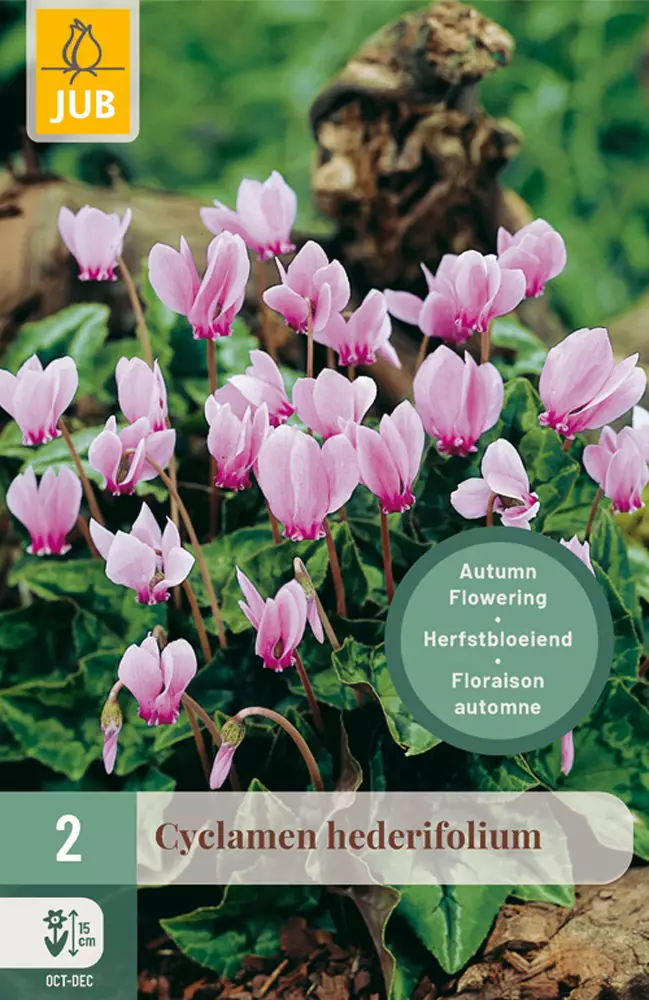 Murattisyklaami Hederifolium 2 kpl/pkt - Muut kukkasipulit - 8712438518959 - 1