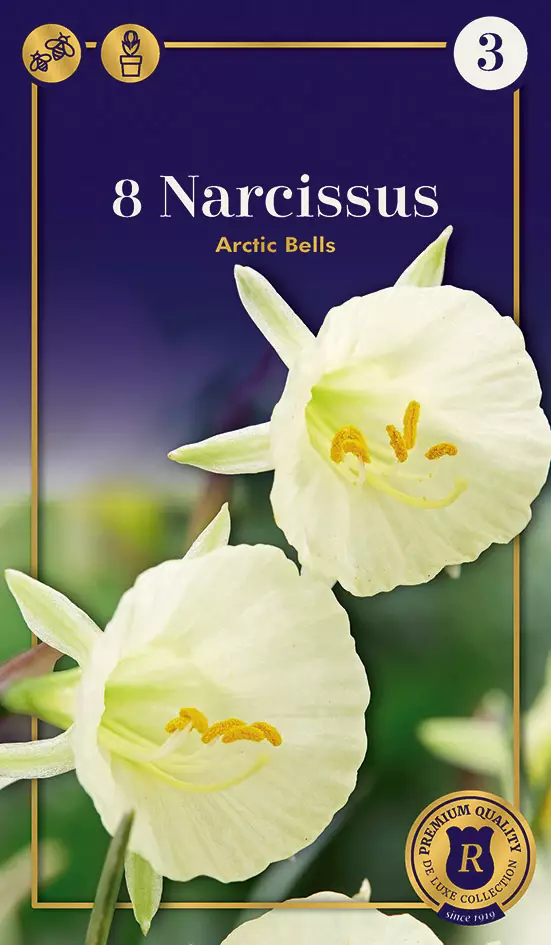 Narsissi Arctic Bells 8 kpl/pkt - Narsissit - 8711148245889 - 1