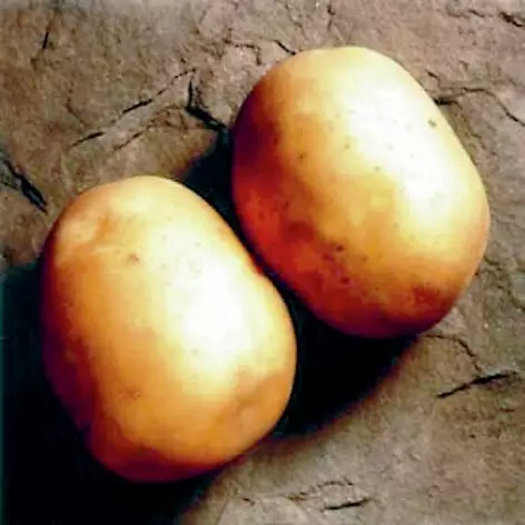 Peruna Solist 3 kg 30-55 mm - Siemenet ja sipulit - 6417486001959 - 1