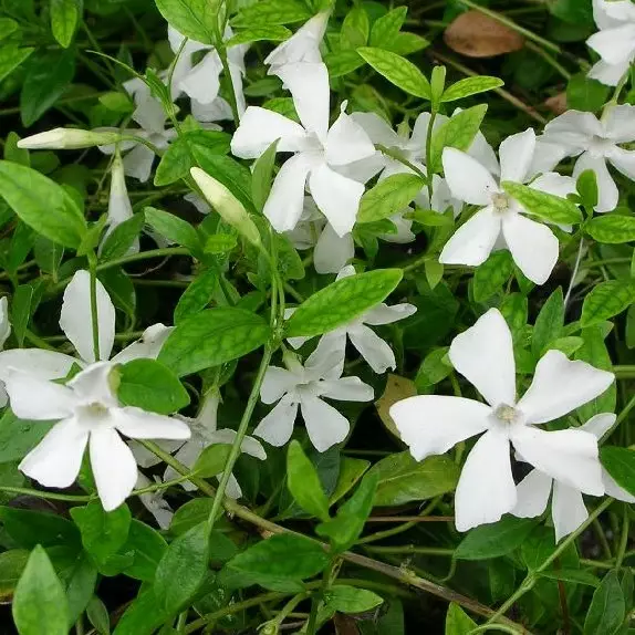 Pikkutalvio Gertrude Jekyll - Perennat - 75889 - 1