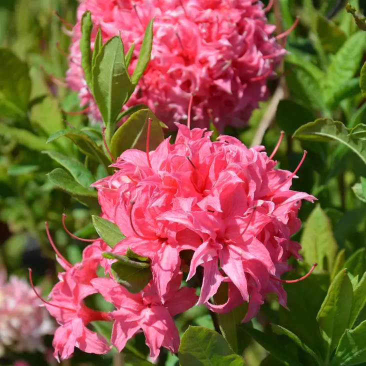 Puistoatsalea Homebush C5 - Alppiruusut ja atsaleat - 35289 - 1