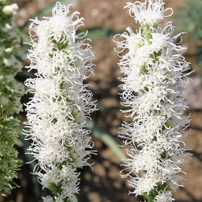Punatähkä Alba/Floristan Weiss - Perennat - 7309 - 1