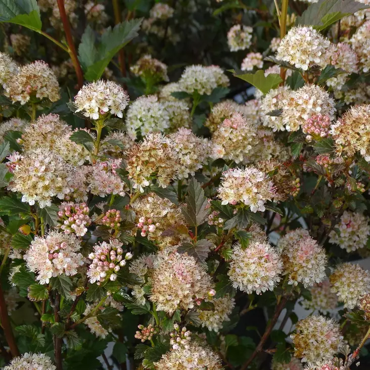 Purppuraheisiangervo Tiny Wine - Koristepensaat - 46069 - 1