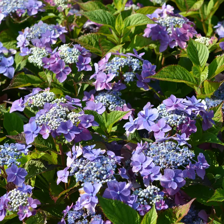 Safiirihortensia Blackberry Pie - Koristepensaat - 45789 - 1