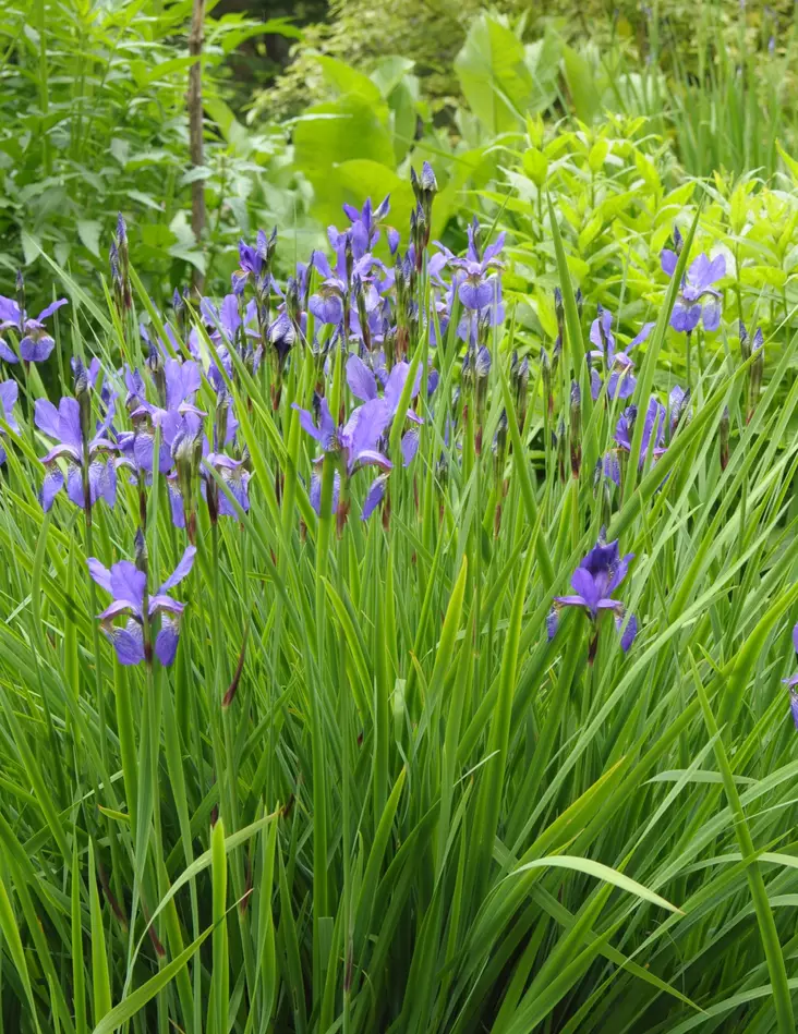 Siperiankurjenmiekka - Perennat - 72889 - 1