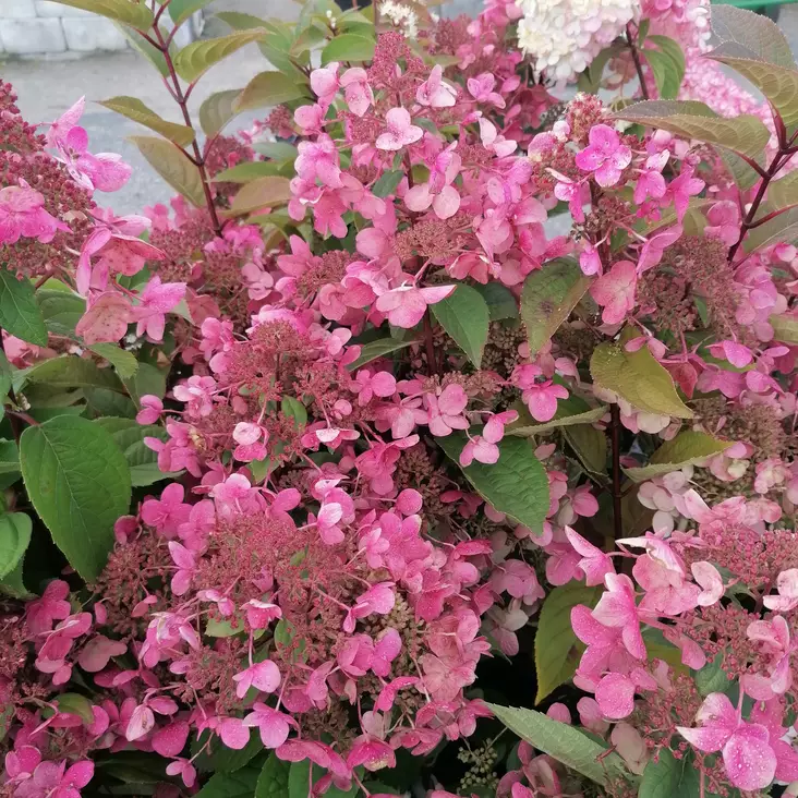Japaninhortensia Wim's Red rungolla - Koristepuut - 45759 - 1