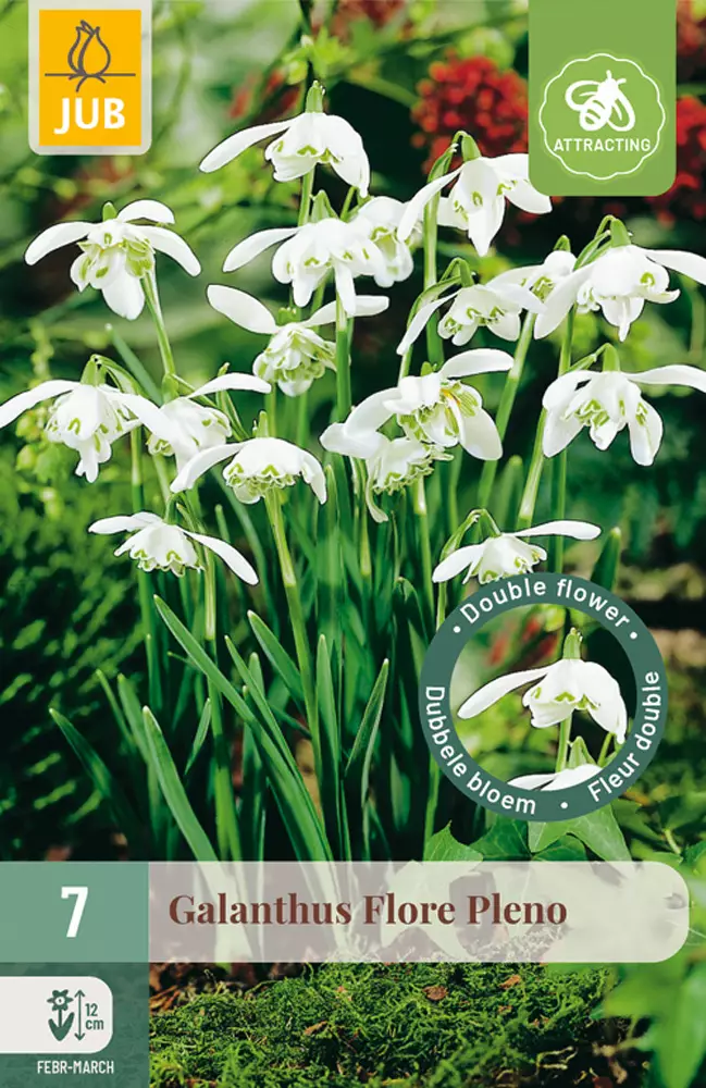 Tähtilumikello Flore Pleno 7 kpl/pkt - Muut kukkasipulit - 8712438519659 - 1